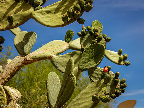 Indian Fig Prickly Pear Interesting facts: (long read but cool info)
Opuntia ficus-indica is a prickly pear cactus that probably originated in central Mexico, but it has been cultivated for so long that the location of origin and the appearance of the original wild plant is not known. Before the time of Columbus, the plant had been spread to the Caribbean islands and it is reported that the plant was used by the Nazca in Peru. Native people used the plant for food, medicine, and as a source of cochineal dye.

There is a disputed claim that Columbus brought the plant back to Spain after his first voyage. Regardless of when the plant first reached Spain, the Spanish were intrigued by the plant. The appearance of the plant was unlike anything in Europe. Also, the economic aspects of cochineal dye, which is derived from cochineal insects that feed on the plant, were of great interest. The plant quickly became naturalized in Spain and the Moors spread the plant to North Africa. The plant quickly spread across the Mediterranean region and became so ensconced there that some early botanists thought that it was native.

The plant was introduced to the Canary Islands for the cochineal dye industry. A major industry was created and remains to this day. Cochineal dye is a red dye that is derived from the bodies of cochineal insects, which feed on prickly pear plants. In modern times, the dye is most often used as a natural source of color for food and cosmetics.
The plant was also recognized by Europeans as a source of fruit. Large plantations were established on Sicily. Sicilian farmers developed a method for producing larger fruits with fewer seeds. The first flush of flowers is removed before they can set fruit. The second flush of flowers then produced the fleshier fruits that bring a higher price at the market.

Opuntia ficus-indica reached what is now the United States when Spanish missionaries brought the plant to California in the 1700s. The fruit was used for food. Mucilage from the pads was used as an adhesive in making adobe bricks. The cactus was planted at all of the mission complexes and one of the common names for the plant is mission cactus. It was also planted on the old California ranchos, where it was used as food and fencing. The plant has become naturalized in parts of California. Geotagged,Opuntia ficus-indica,Spring,United States