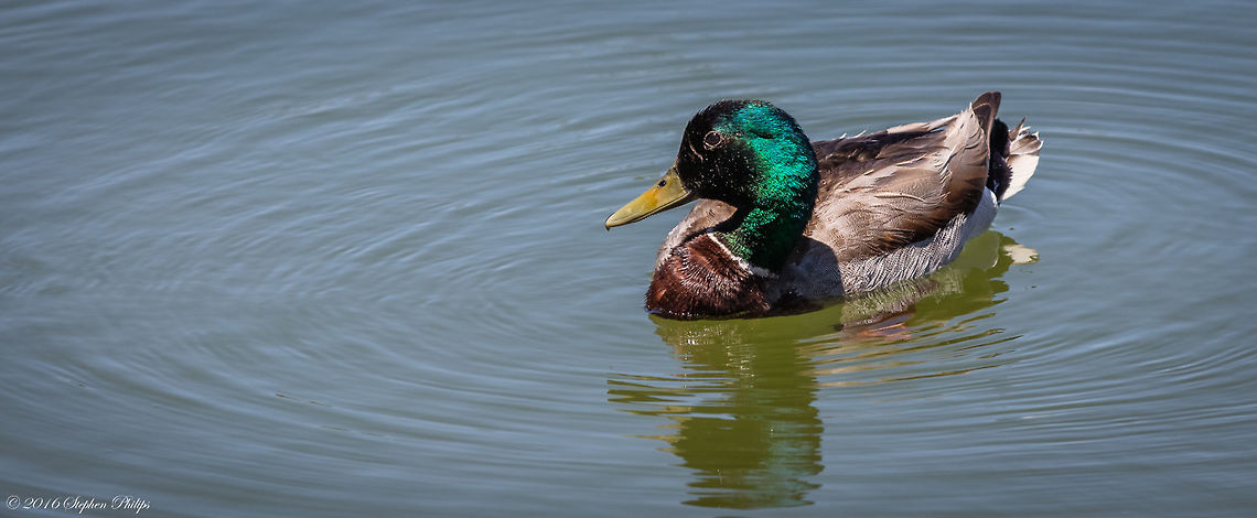 Couldn't Resist I know this is a common foul that is seen everyday but I could not stop myself from taking the shot and posting. Anas platyrhynchos,Geotagged,Mallard,Spring,United States