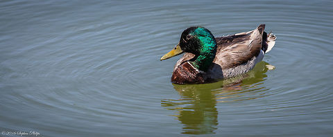 Couldn't Resist I know this is a common foul that is seen everyday but I could not stop myself from taking the shot and posting. Anas platyrhynchos,Geotagged,Mallard,Spring,United States