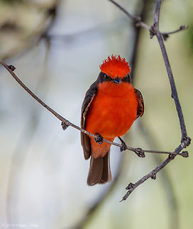 I am watching you! This vermillion has been illusive in flight from me. So fast I have yet to capture a clear shot to post. I won't give up until I do... Geotagged,Pyrocephalus rubinus,Spring,United States,Vermilion Flycatcher