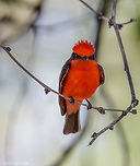 I am watching you! This vermillion has been illusive in flight from me. So fast I have yet to capture a clear shot to post. I won't give up until I do... Geotagged,Pyrocephalus rubinus,Spring,United States,Vermilion Flycatcher