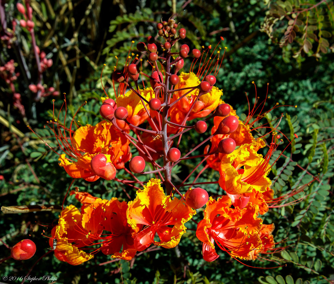 Red Mexican Bird of Paradise Many others on site. Caesalpinia pulcherrima,Geotagged,Spring,United States