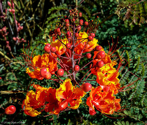 Red Mexican Bird of Paradise Many others on site. Caesalpinia pulcherrima,Geotagged,Spring,United States