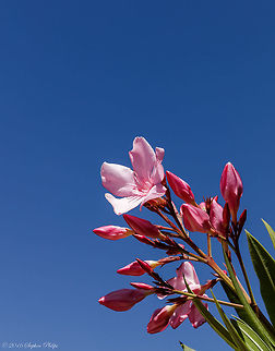 Oleander Bloom My wife likes this comp.  Geotagged,Nerium,Nerium oleander,Spring,United States