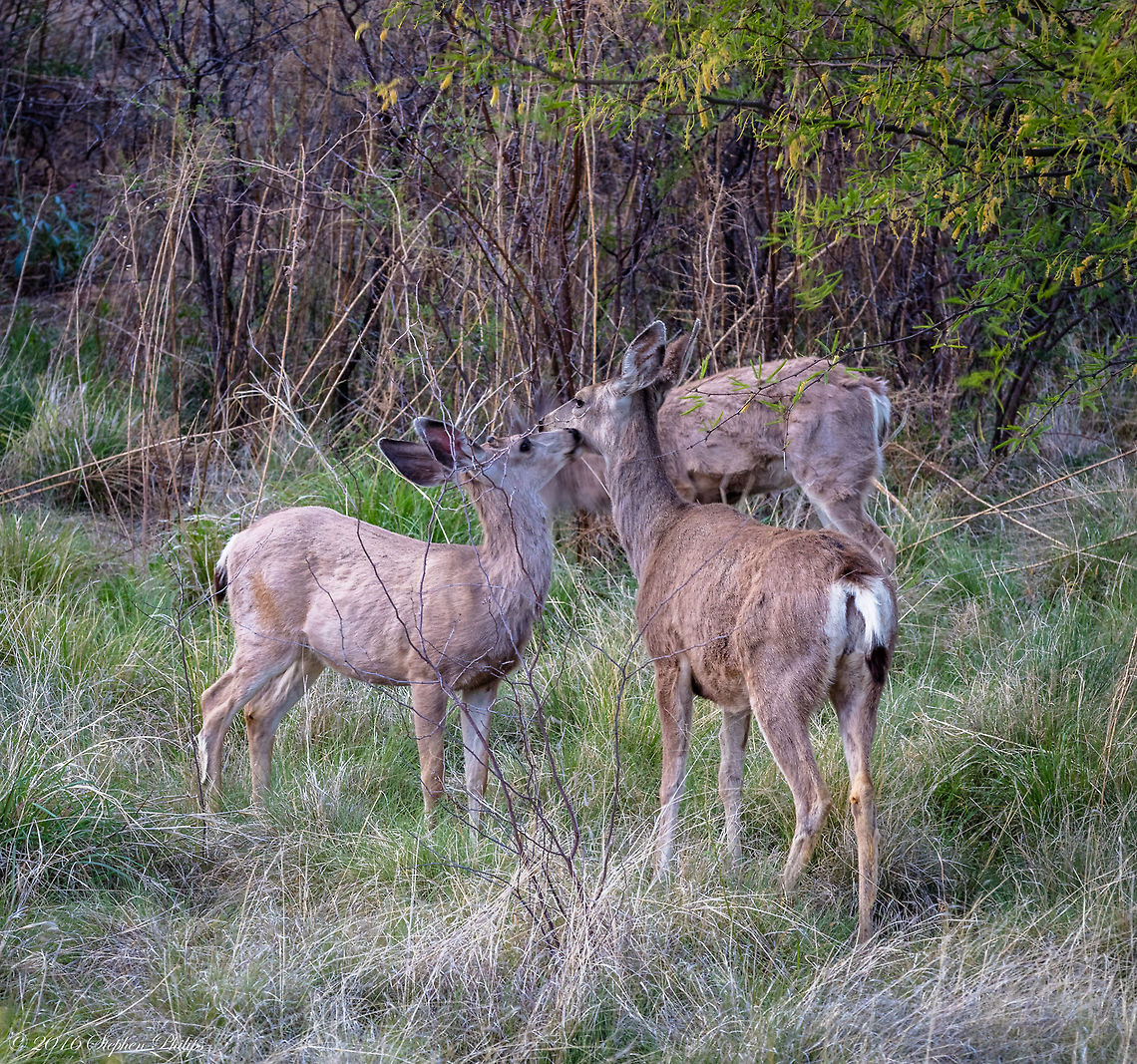 Mother's Day Kiss I know... I took this walking with my wife on Mother&#039;s Day at dusk. This fawn was kissing its mother and I couldn&#039;t resist taking the shot and submitting it to the Jungle. If it is any consolation these are wild deer in Arizona. Geotagged,Mule Deer,Odocoileus hemionus,Spring,United States