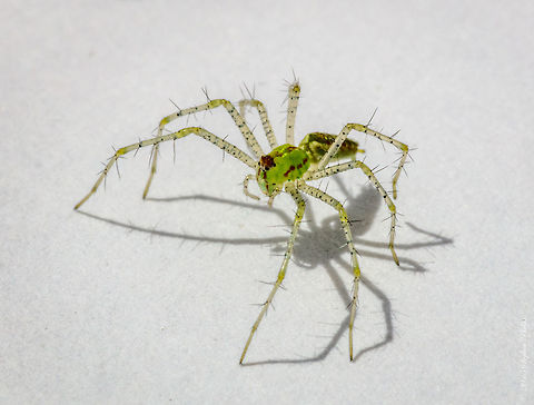 Green Lynx Just have to love these guys! Very coo green and translucent. Geotagged,Green lynx spider,Peucetia viridans,Spring,United States
