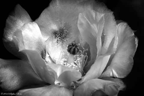 Pancake prickly pear