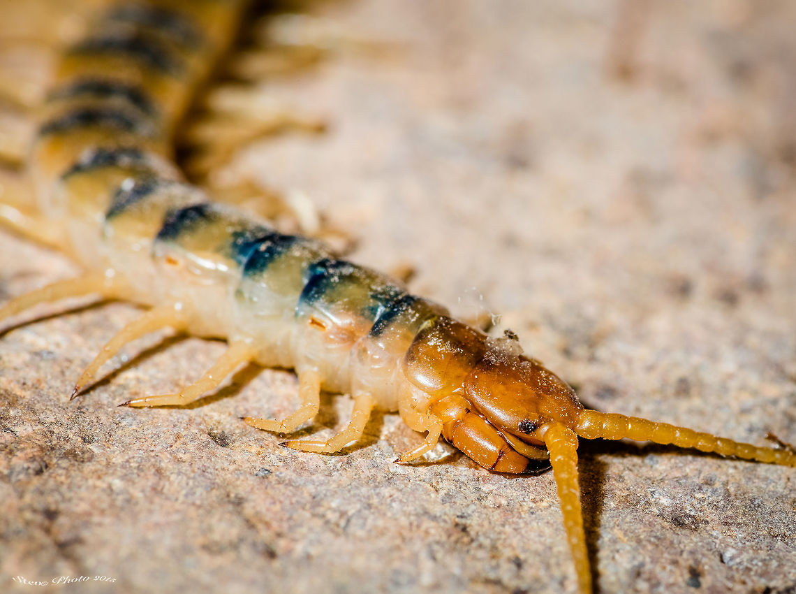 Headshot of Desert Milleped I will post some full body shots of these guys since this is the first image. I couldn&#039;t get this one to sit still long enough to capture the full length.<br />
<br />
Facts:<br />
There are two types of centipedes living in the Sonoran Desert. One is the giant desert centipede (Scolopendra heros), and the other is the common desert centipede (Scolopendra polymorpha). They both can be identified by their flattened body made of many segments. There is one pair of legs for each segment except for the first and last segments. One pair of antennae are located on the head. The giant centipede has an orange body with a black head and tail. The common centipede is tan and brown. Geotagged,Scolopendra polymorpha,Spring,United States
