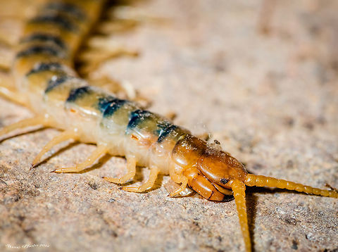 Sonoran Desert centipede