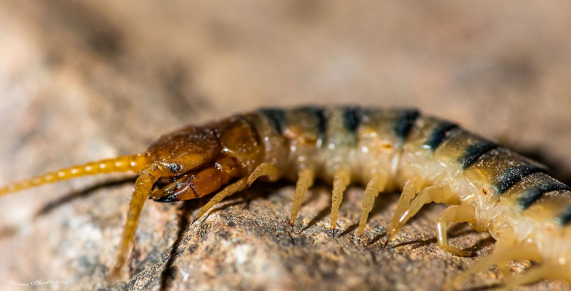 Desert Millipede II Another angle on this millipede. Smile... you have just been geotagged! Geotagged,Scolopendra polymorpha,Sonoran Desert centipede,Spring,United States