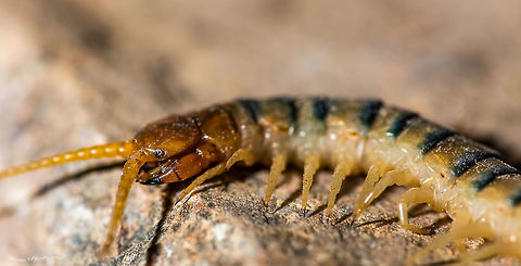 Desert Millipede II Another angle on this millipede. Smile... you have just been geotagged! Geotagged,Scolopendra polymorpha,Sonoran Desert centipede,Spring,United States