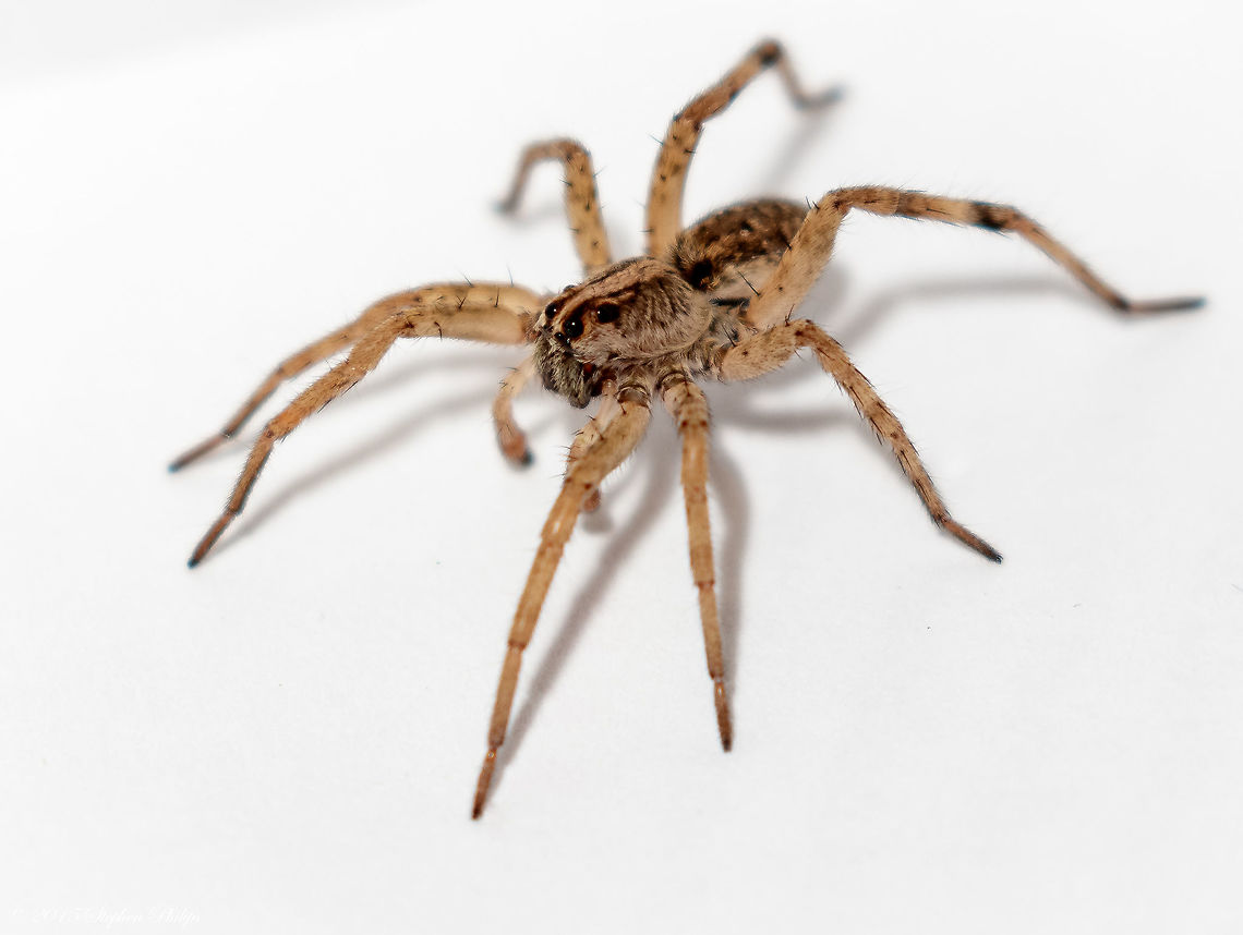 Arizona based Wolf Spider This species is the largest &ldquo;wolf spider&rdquo; in North America. Females reach 22-35 millimeters in body length. Their legspan is greater still. This spider may hunt actively at night, or wait in ambush at the mouth of its burrow, where it hides during the day. Adult males may wander indoors during mating season. Geotagged,Hogna carolinensis,Spring,United States