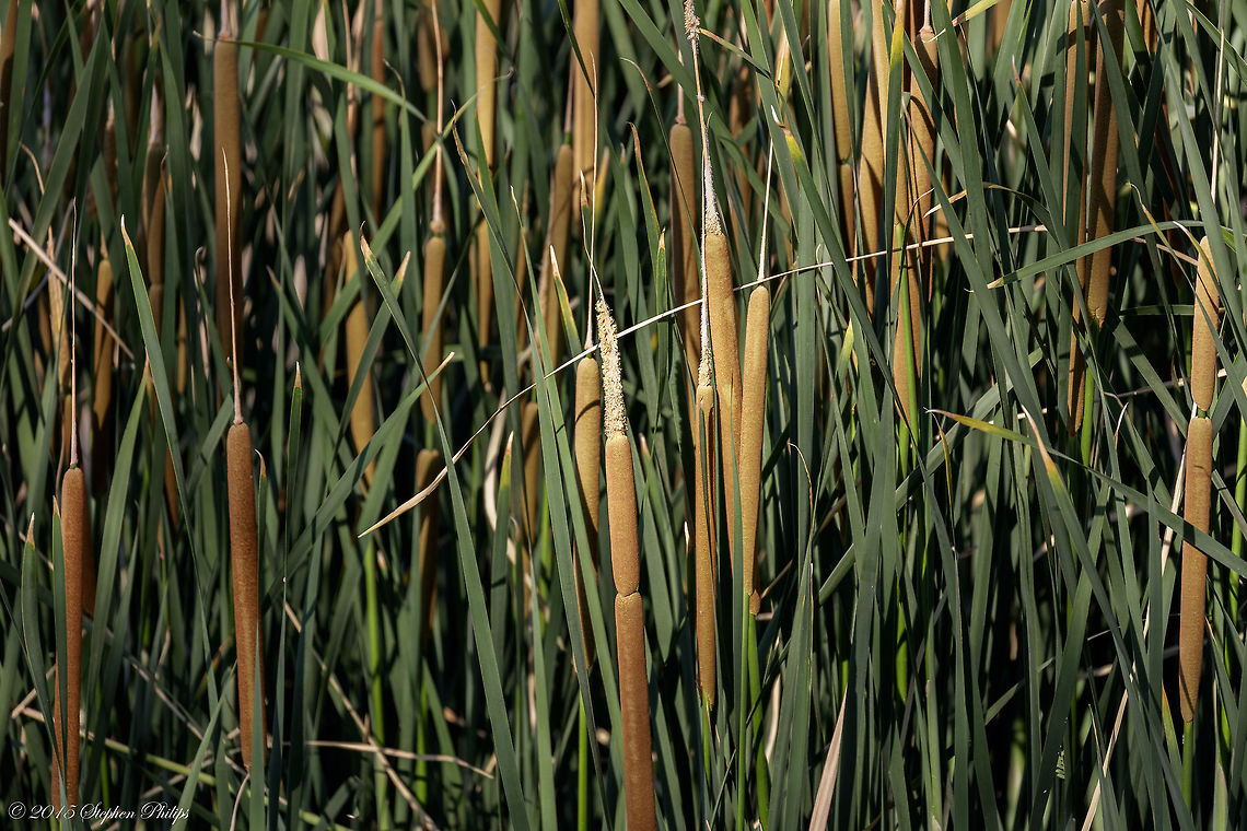 Common Cattail These are a common site in the USA. I just like the composition and the &quot;kiss of light&quot; from a sunrise on this patch. Broadleaf cattail,Geotagged,Spring,Typha latifolia,United States