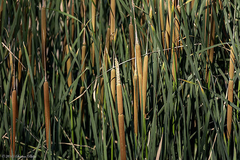 Common Cattail These are a common site in the USA. I just like the composition and the "kiss of light" from a sunrise on this patch. Broadleaf cattail,Geotagged,Spring,Typha latifolia,United States