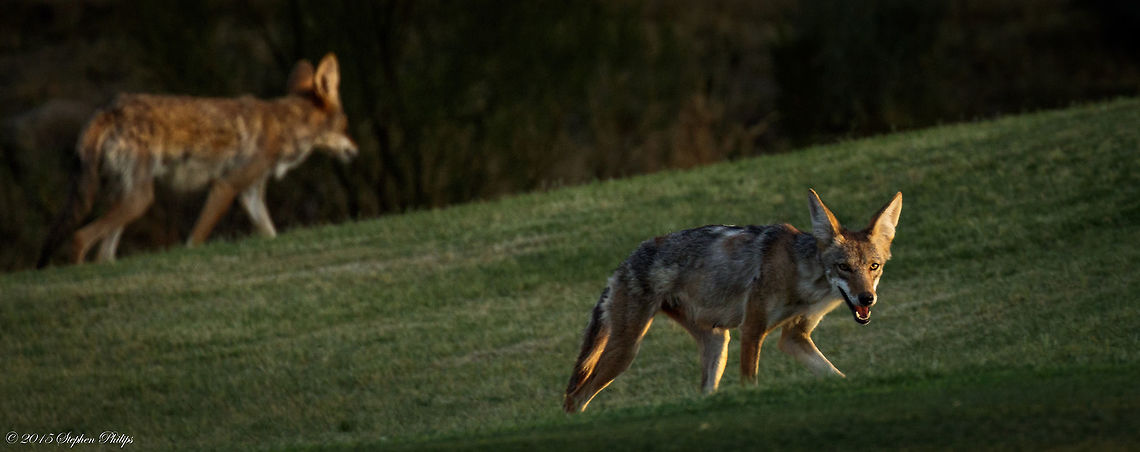 You want some of this? This was just before sunset after a 110&ordm;(f), 43.3&ordm; (c) day so they were exhausted.<br />
I love the look that this guy is giving me as I snapped off a few pictures of a pack of coyotes moving through the area on a hunt. There were four in the hunting party but this guy was its protector as it starred me down while they rest were moving off. Canis latrans,Coyote,Geotagged,Spring,United States