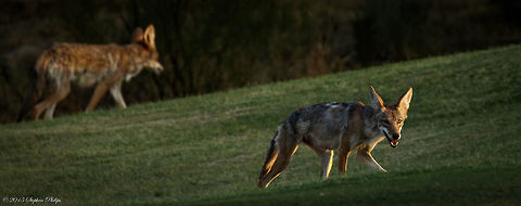 You want some of this? This was just before sunset after a 110º(f), 43.3º (c) day so they were exhausted.
I love the look that this guy is giving me as I snapped off a few pictures of a pack of coyotes moving through the area on a hunt. There were four in the hunting party but this guy was its protector as it starred me down while they rest were moving off. Canis latrans,Coyote,Geotagged,Spring,United States