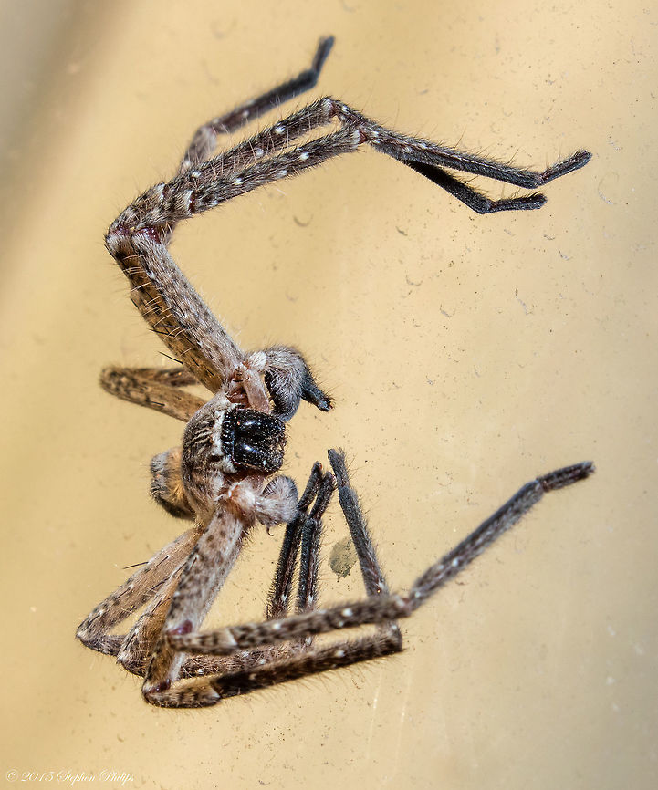Window Dressing This guy was hanging on a window on our patio. With flash in hand (off camera) I popped him. This is another example of using 400mm at close range to achieve a greater DOF and still retail high IQ and a 1:3 acceptable image size in place of macro lenses. Geotagged,Hogna carolinensis,Spring,United States