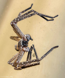 Window Dressing This guy was hanging on a window on our patio. With flash in hand (off camera) I popped him. This is another example of using 400mm at close range to achieve a greater DOF and still retail high IQ and a 1:3 acceptable image size in place of macro lenses. Geotagged,Hogna carolinensis,Spring,United States