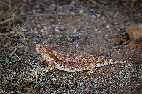 Regal Horned Lizard Horned lizards are found throughout the Sonoran Desert region from near sea level up to 11,300 feet (3440 m). Some species are widespread, such as the round-tailed and Texas horned lizards which occur in several U.S. and Mexican states, while the flat-tailed horned lizard (P. mcalli) is restricted to southwestern Arizona, extreme southeastern California, a small part of northeastern Baja California and the upper neck of northwestern Sonora, Mexico. Geotagged,Phrynosoma solare,Regal horned lizard,Spring,United States
