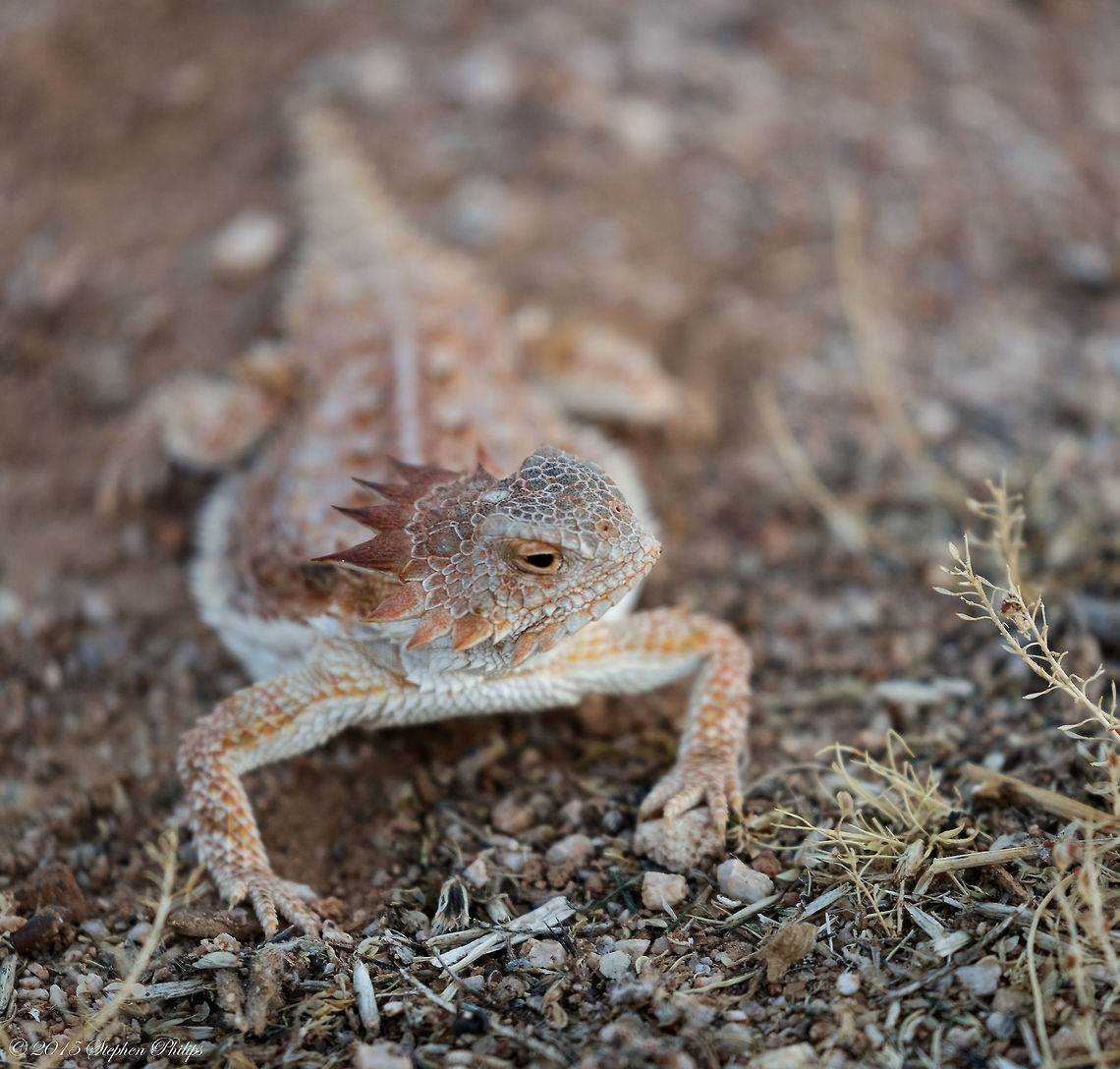 Headshot!  Geotagged,Phrynosoma solare,Regal horned lizard,Spring,United States