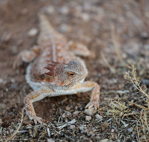 Regal horned lizard