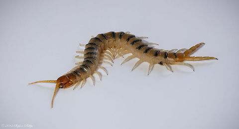 Full Body Shot This is another centipede to represent a full body in focus shot. Geotagged,Scolopendra polymorpha,Sonoran Desert centipede,Spring,United States