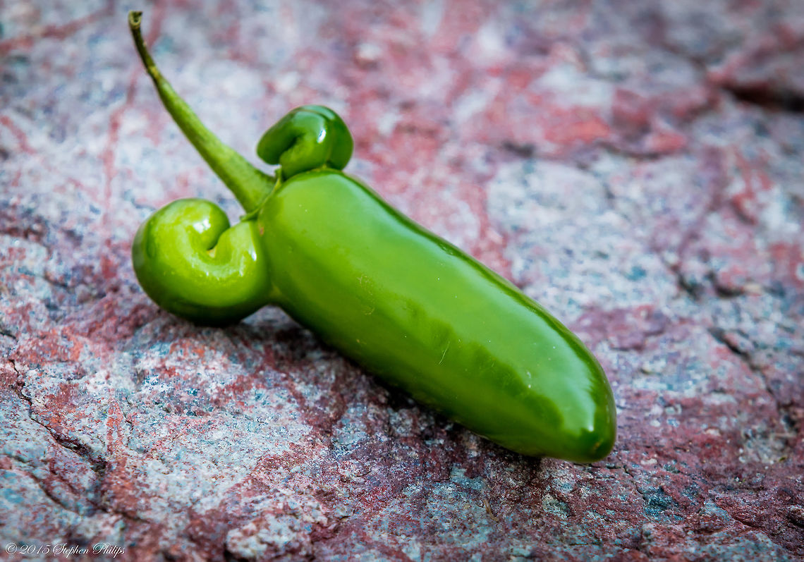 Flexing Pepper Fun facts about the jalape&ntilde;o! It is pronounced: hah lah pain yo. Most people think of the jalape&ntilde;o as being very hot, but it actually varies from mild to hot depending on how it was grown and how it was prepared. The heat is concentrated in the seeds and the veins, so if you want it on the milder end of its scale, remove those parts.<br />
<br />
Jalape&ntilde;os are sold canned, sliced, and pickled. Canned jalape&ntilde;os may be milder than fresh because they are usually peeled and the seeds removed. Pickled jalape&ntilde;os are always hot.<br />
<br />
A chipotle (pronounced: chi poat lay) is a jalape&ntilde;o that has been smoked. The jalape&ntilde;o rates between 2,500 and 8,000 Scoville units on the heat index. Capsicum annuum,Geotagged,Spring,United States