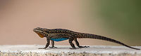 Name Appropriate Capture... Since this is commonly referred to as "Fence Lizard" I didn't feel as insignificant as a "nature" photographer since I captured this sitting on my back fence! Geotagged,Sceloporus occidentalis,Spring,United States,Western fence lizard (blue-belly)