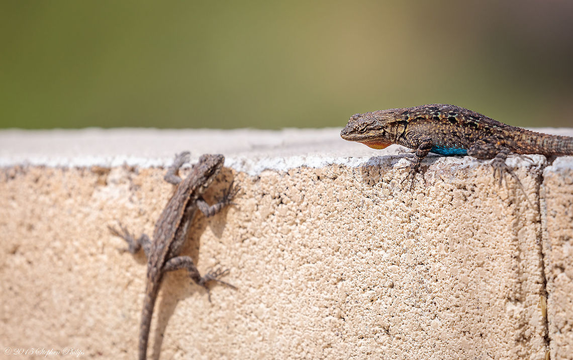 My Eyes May Be Weak... But you look simply marvelous, marvelous... Darling! I know to wide open for my focal distance but still had to take the shot of this male trying to entice a female. I&#039;ll try harder next time :-) Geotagged,Sceloporus occidentalis,Spring,United States,Western fence lizard (blue-belly)