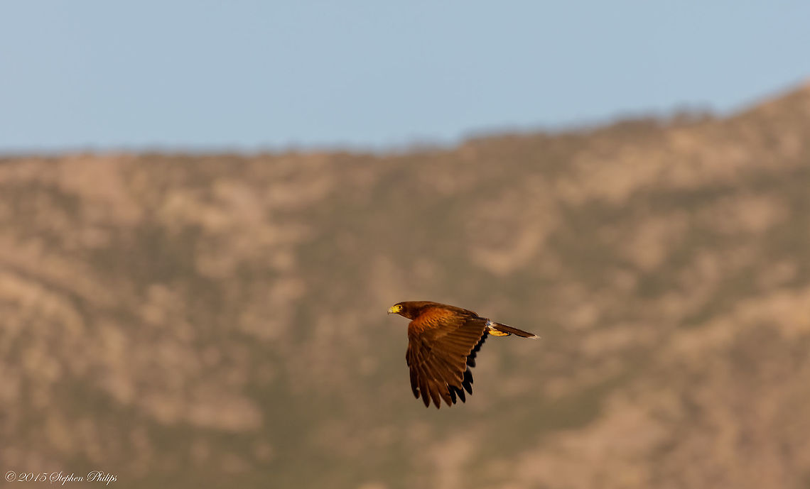 Harris's Hawk in the Wild This Harris&#039;s Hawk was perched on a tree scouting for a meal when he launched off to get a better view of potential dinner. I am not happy with the clarity of this image but sometimes you have to take what you can get. These are not often seen in the wild. I will try to return to the spot where I encountered two of these on another day and attempt to get a better BIF image. Brilliant bird of prey. Geotagged,Harriss Hawk,Parabuteo unicinctus,Spring,United States
