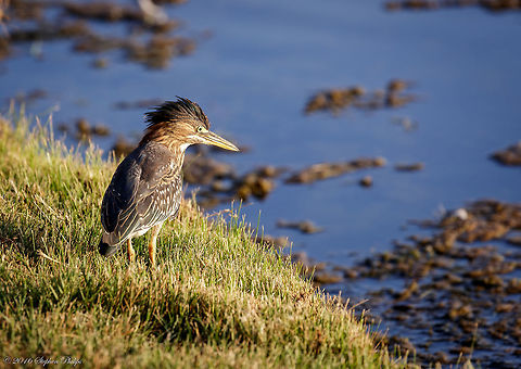 Intense Fish Finder I found this bird at a nature preserve in California. Intense little guy with a very serious pond side manner. Butorides virescens,Geotagged,Green heron,Summer,United States