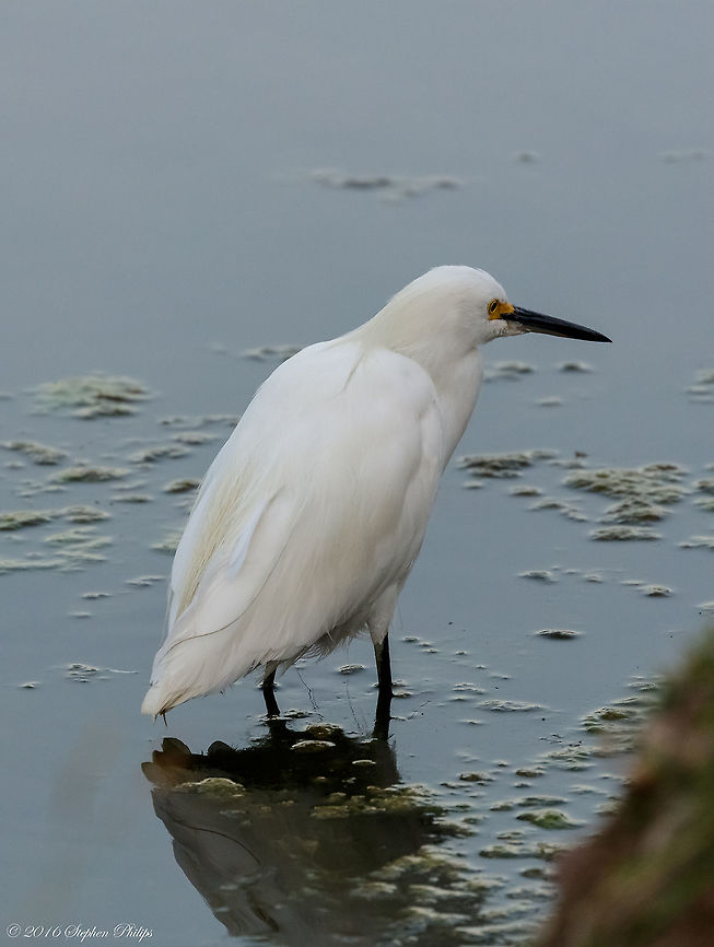 Simply Beautiful Another egret but a very nice and healthy capture Ardea alba,Egretta thula,Geotagged,Great egret,Snowy Egret,Summer,United States