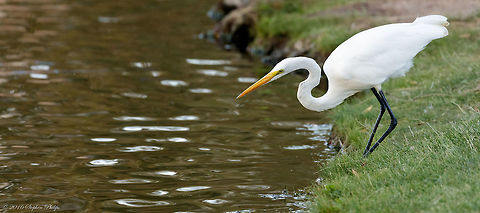 Great White Heron Heron or Egret? Ardea alba,Ardea herodias,Geotagged,Great egret,Summer,United States