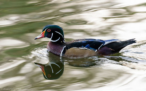 Arguably Most Spectacular The Wood Duck is by far the most colorful and magnificent duck. Simply amazing to take in the attention to detail. Aix sponsa,Geotagged,Summer,United States,Wood duck