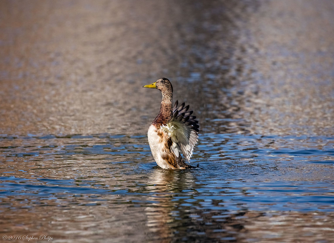 Not sure of species I could not help but to post this only because of the capture. Showing off some water acrobatics is always enjoyable. Anas fulvigula,Geotagged,Mottled duck,Summer,United States