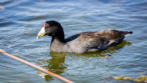 A little limbo Grassing pools side getting ready for some limbo! These guys can really honk obnoxiously! American coot,Fulica americana,Geotagged,Summer,United States
