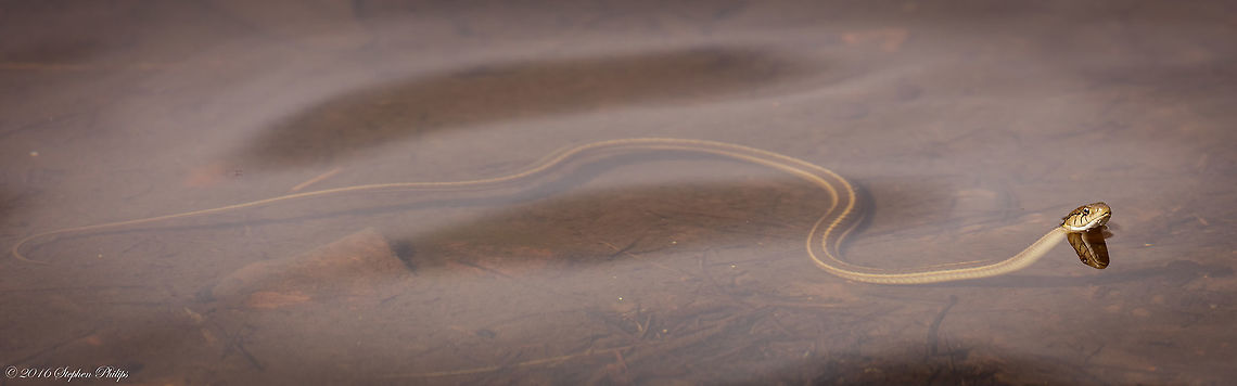 Mexican Gartersnake An endangered species as "Threatened" not identified in JungleDragon. Request has been made.<br />
<br />
Additional info:<br />
<br />
The northern Mexican gartersnake may occur with other native gartersnake species and can be difficult for people without herpetological expertise to identify. With a maximum known length of 44 inches (in) (112 centimeters (cm)), it ranges in background color from olive to olive-brown to olive-gray with three stripes that run the length of the body. The middle dorsal stripe is yellow and darkens toward the tail. The pale yellow to light-tan lateral stripes distinguish the Mexican gartersnake from other sympatric (co-occurring) gartersnake species because a portion of the lateral stripe is found on the fourth scale row, while it is confined to lower scale rows for other species. Throughout its rangewide distribution, the northern Mexican gartersnake occurs at elevations from 130 to 8,497 feet (ft) (40 to 2,590 meters (m)) (Rossman et al. 1996, p. 172). The northern Mexican gartersnake is considered a riparian obligate (restricted to riparian areas when not engaged in dispersal behavior) and occurs chiefly in the following general habitat types: (1) Source-area wetlands [e.g., cienegas (mid-elevation wetlands with highly organic, reducing (basic, or alkaline) soils), stock tanks (small earthen impoundment), etc.]; (2) large river riparian woodlands and forests; and (3) streamside gallery forests (as defined by well-developed broadleaf deciduous riparian forests with limited, if any, herbaceous ground cover or dense grass).<br />
<br />
<a href="https://ecos.fws.gov/ecp0/profile/speciesProfile?spcode=C04Q" rel="nofollow">https://ecos.fws.gov/ecp0/profile/speciesProfile?spcode=C04Q</a><br />
<a href="http://www.reptilesofaz.org/Snakes-Subpages/h-t-eques.html" rel="nofollow">http://www.reptilesofaz.org/Snakes-Subpages/h-t-eques.html</a><br />
<a href="http://www.iucnredlist.org/details/63977/0" rel="nofollow">http://www.iucnredlist.org/details/63977/0</a> Geotagged,Mexican Garter Snake,Summer,Thamnophis eques,United States
