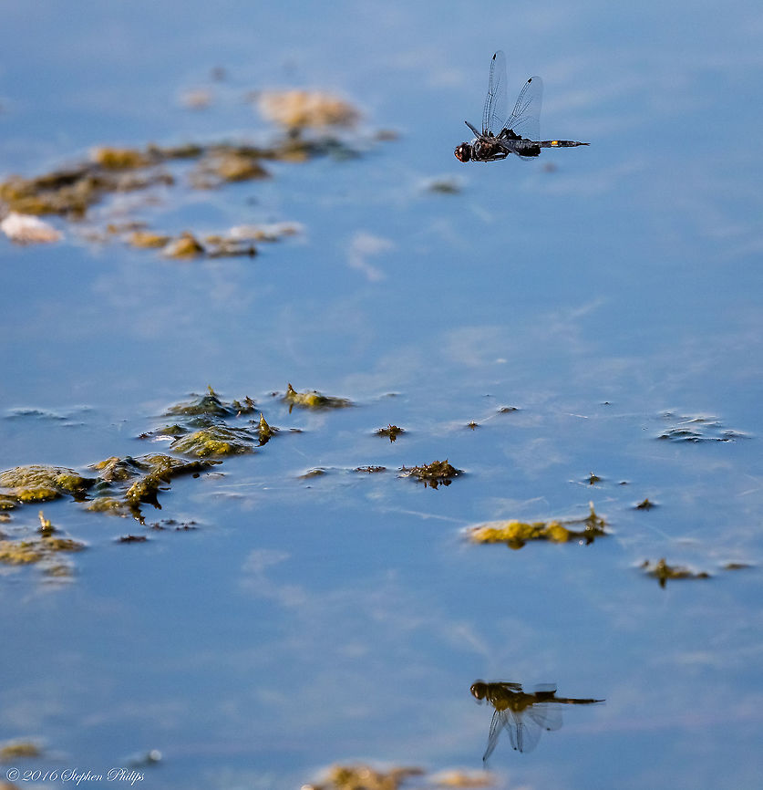 Black Saddlebag in Flight This Saddlebag was a difficult shot to capture in-flight. I would have preferred to crop tighter for more detail but could not resist the reflection for comp. Black saddlebags,Geotagged,Summer,Tramea lacerata,United States