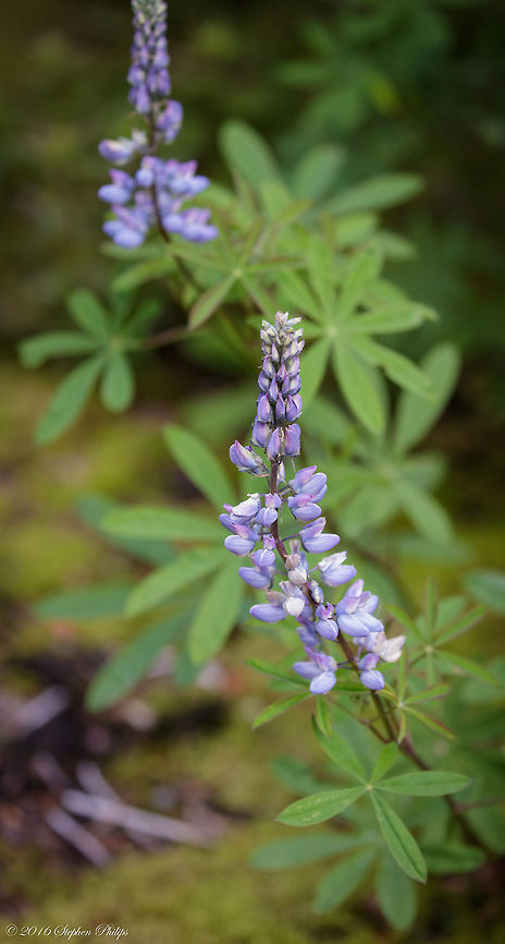 Lupines of Oregon, USA Summer Lupines bloom in abundance in the Oregon Cascade Mountains. Geotagged,Lupinus lepidus,Summer,United States