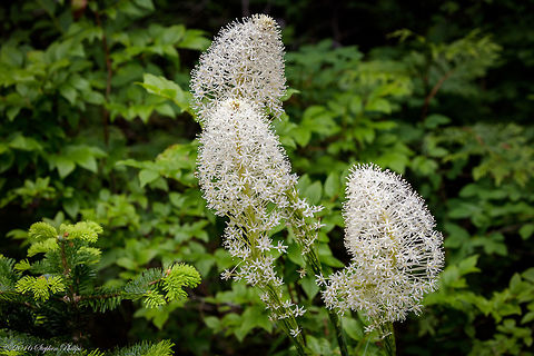 Beargrass Oregon cascade wildflower. Very intricate blossom. Bear Grass,Geotagged,Summer,United States,Xerophyllum tenax