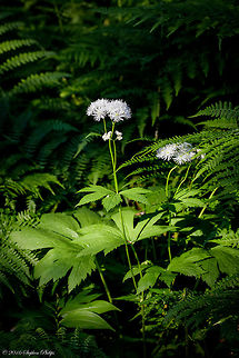 Summer Bloom The flowers of Trautvetteria caroliniensis have no petals, but have up to 100 white stamens radially surrounding up to 15 pistils. Geotagged,Summer,Trautvetteria,Trautvetteria caroliniensis,United States