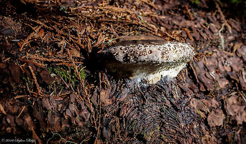 Possible medical aid I need help identifying this fungi. It could very well be an interesting medical use fungi that needs classification. Here is a link to an article regarding its identification:
https://reishiandrosesbotanicals.wordpress.com/2015/04/05/ganoderma-oregonense/
http://www.fungi.com/product-detail/product/ganoderma-oregonense-culture.html Fomitopsis pinicola,Geotagged,Summer,United States
