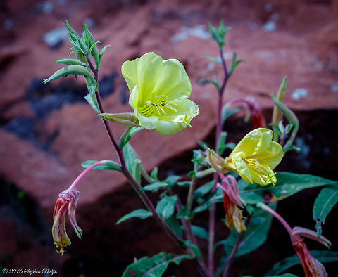 Evening Primrose A common wildflower found in the Cascade Mountains of Oregon, USA Evening star,Oenothera biennis