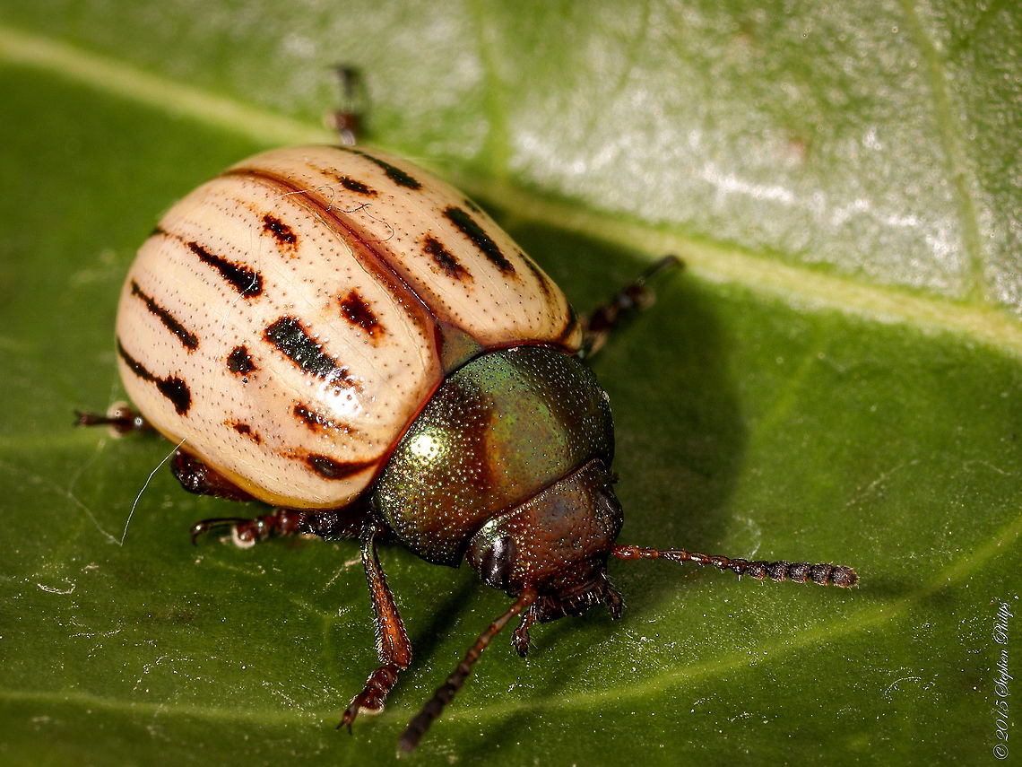 Leaf beetle I have not found any source to identify the coloring on this lady beetle. It is in its natural coloring. Geotagged,Leptinotarsa lineolata,Summer,United States