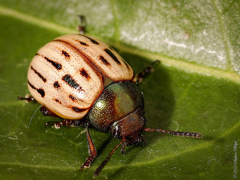 Leaf beetle I have not found any source to identify the coloring on this lady beetle. It is in its natural coloring. Geotagged,Leptinotarsa lineolata,Summer,United States