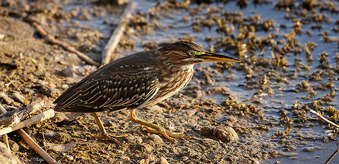 Green Heron?? Still not convinced this is a Green Heron. Need help! Butorides virescens,Geotagged,Green heron,Summer,United States