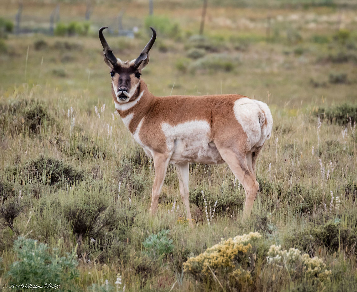 Wild Pronghorn in Migration Several herds of Pronghorns were migrating through Bryce Canyon in August. Antilocapra americana,Geotagged,Pronghorn,Summer,United States