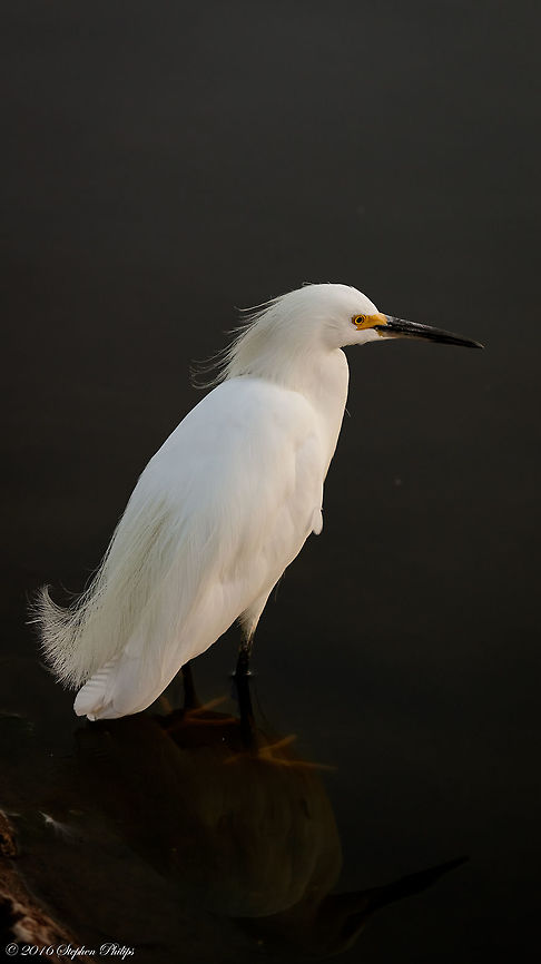 Peaceful Pose I could not resist posting this second image of another egret. Egretta thula,Geotagged,Snowy Egret,Summer,United States