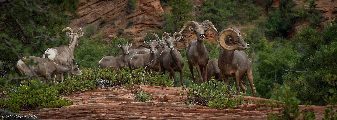In the Wild Wild Bighorn Sheep roam abundantly through Bryce Canyon yet not commonly seen. Unfortunately it was late in the day and handheld so there is a bit of movement from the Sheep that made the buck daddy a bit blurry. Although... I took the shot! Bighorn sheep,Geotagged,Ovis canadensis,Summer,United States