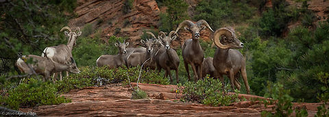 In the Wild Wild Bighorn Sheep roam abundantly through Bryce Canyon yet not commonly seen. Unfortunately it was late in the day and handheld so there is a bit of movement from the Sheep that made the buck daddy a bit blurry. Although... I took the shot! Bighorn sheep,Geotagged,Ovis canadensis,Summer,United States